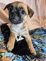 Mae, a female Chug for sale in Port Huron, MI – Photo 4 of 10