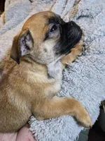 Mae, a female Chug for sale in Port Huron, MI – Photo 7 of 10