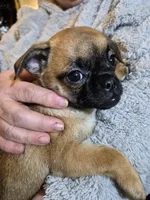 Mae, a female Chug for sale in Port Huron, MI – Photo 6 of 10