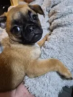 Mae, a female Chug for sale in Port Huron, MI – Photo 5 of 10