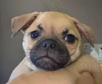 Frankie , a male Chug for sale in Port Huron, MI – Photo 1 of 10