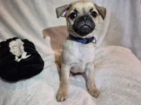 Frankie , a male Chug for sale in Port Huron, MI – Photo 7 of 10