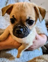 Frankie , a male Chug for sale in Port Huron, MI – Photo 4 of 10