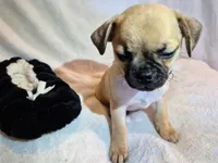 Frankie , a male Chug for sale in Port Huron, MI – Photo 6 of 10