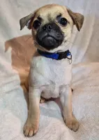 Frankie , a male Chug for sale in Port Huron, MI – Photo 2 of 10