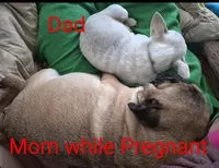 Frankie , a male Chug for sale in Port Huron, MI – Photo 10 of 10