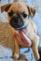 Frankie , a male Chug for sale in Port Huron, MI – Photo 3 of 10