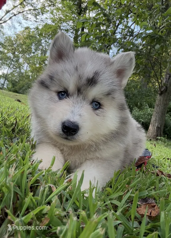 Skippy – Pomsky puppy for sale in Lancaster, OH