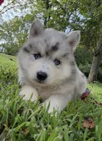 Skippy, a male Pomsky for sale in Lancaster, OH – 4 of 9