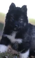 Spice, a female Pomsky for sale in Lancaster, OH – 5 of 7