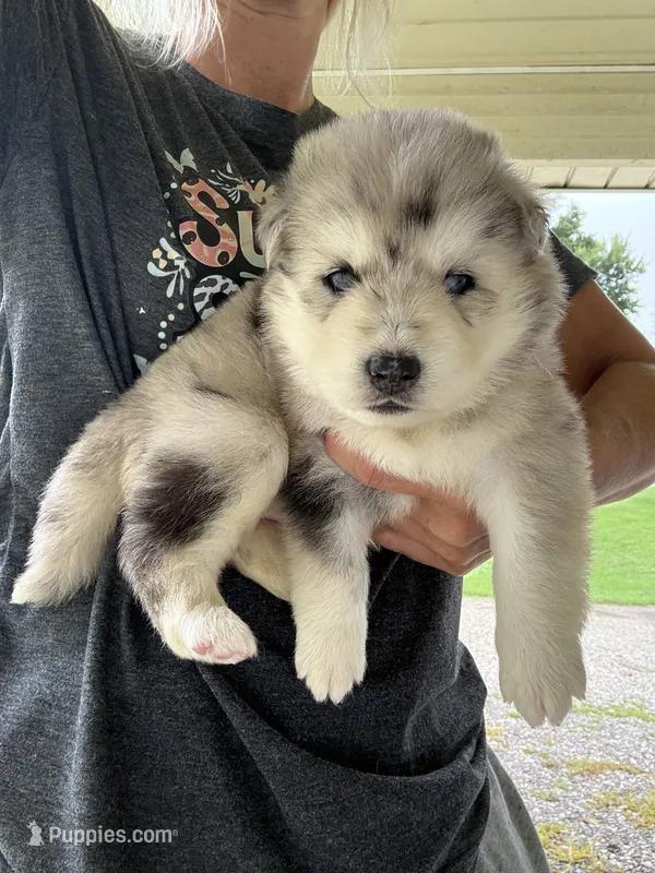 Skippy – Pomsky puppy for sale in Lancaster, OH