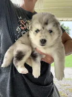 Skippy, a male Pomsky for sale in Lancaster, OH – 1 of 1
