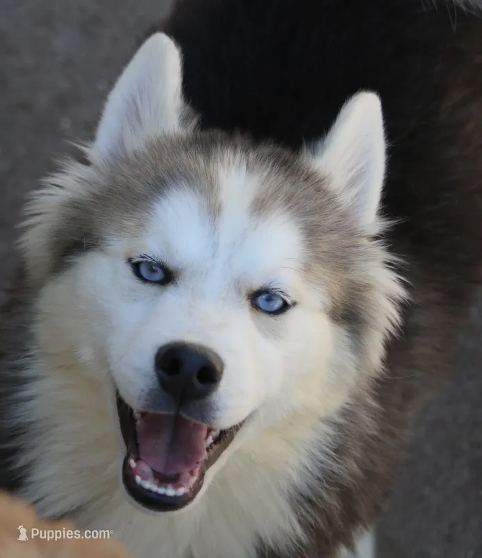Ethan – Pomsky puppy for sale in Lancaster, OH
