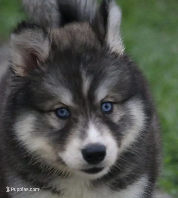 Shayleigh  – Pomsky puppy for sale in Lancaster, OH