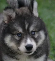 Shayleigh , a female Pomsky for sale in Lancaster, OH – 1 of 4