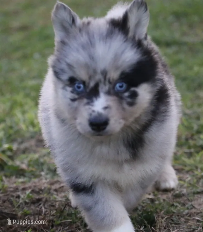 Spanky – Pomsky puppy for sale in Lancaster, OH