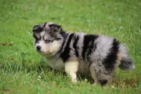 Speckles , a female Pomsky for sale in Lancaster, OH – 3 of 9