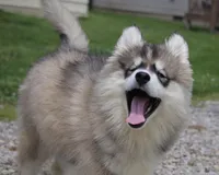 Joey, a male Pomsky for sale in Lancaster, OH – Photo 2 of 6