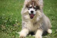 Joey, a male Pomsky for sale in Lancaster, OH – Photo 6 of 6