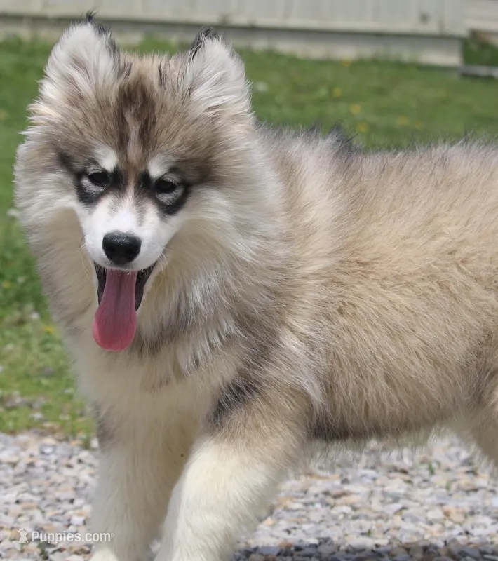 Joey – Pomsky puppy for sale in Lancaster, OH