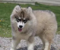 Joey, a male Pomsky for sale in Lancaster, OH – Photo 3 of 6