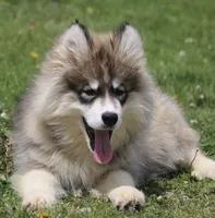 Joey, a male Pomsky for sale in Lancaster, OH – Photo 5 of 6