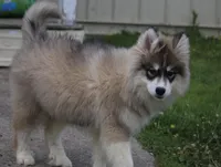 Joey, a male Pomsky for sale in Lancaster, OH – Photo 4 of 6