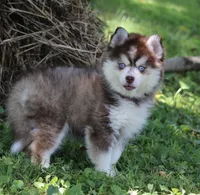 Dee, a female Pomsky for sale in Lancaster, OH – 2 of 5