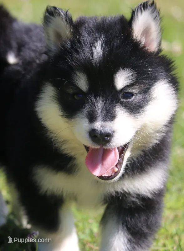 Dash  – Pomsky puppy for sale in Lancaster, OH