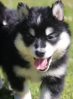 Dash , a male Pomsky for sale in Lancaster, OH – 1 of 4