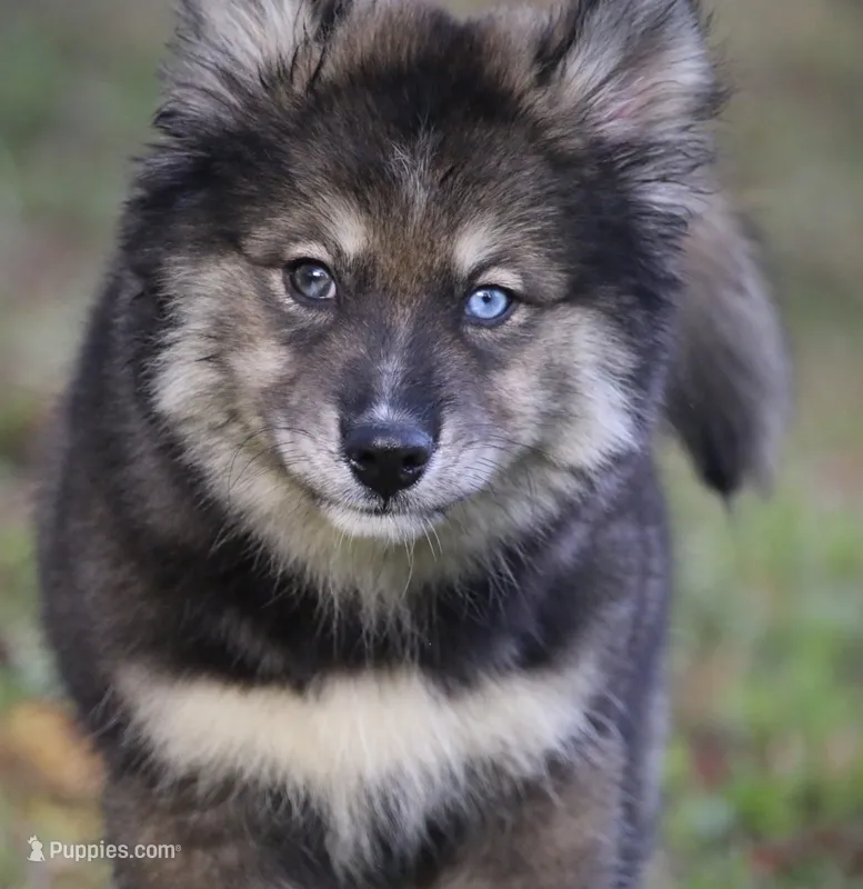 Dutch – Pomsky puppy for sale in Lancaster, OH