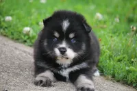 Deana, a female Pomsky for sale in Lancaster, OH – 4 of 6