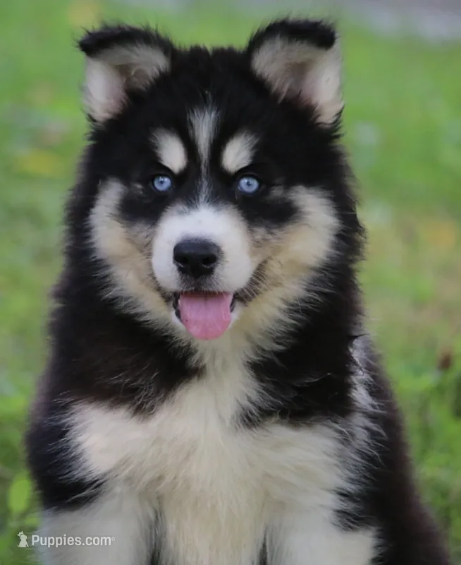 Shayla  – Pomsky puppy for sale in Lancaster, OH