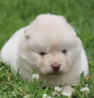Cotton, a female Pomsky for sale in Lancaster, OH – 1 of 3