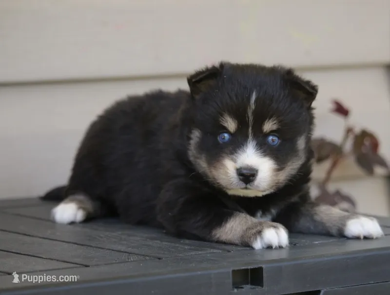 Pepper – Pomsky puppy for sale in Lancaster, OH