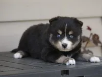 Pepper, a male Pomsky for sale in Lancaster, OH – 1 of 3