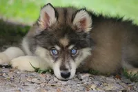 Dude, a male Pomsky for sale in Lancaster, OH – 5 of 5