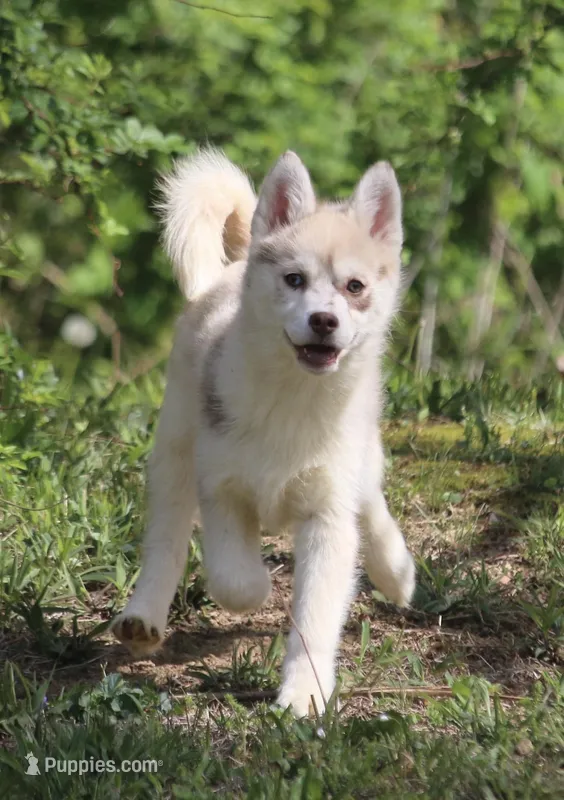 Lynn – Pomsky puppy for sale in Lancaster, OH