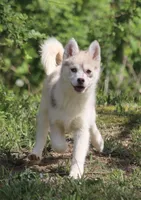 Lynn, a female Pomsky for sale in Lancaster, OH – Photo 1 of 8