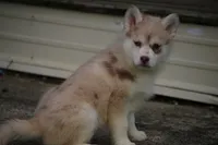 Lynn, a female Pomsky for sale in Lancaster, OH – Photo 8 of 8