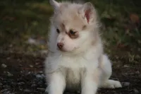 Lynn, a female Pomsky for sale in Lancaster, OH – Photo 2 of 3