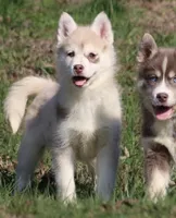 Lynn, a female Pomsky for sale in Lancaster, OH – Photo 5 of 8