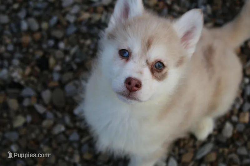 Lynn – Pomsky puppy for sale in Lancaster, OH