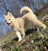 Lynn, a female Pomsky for sale in Lancaster, OH – Photo 6 of 8