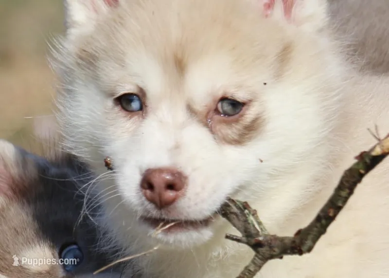 Lynn – Pomsky puppy for sale in Lancaster, OH