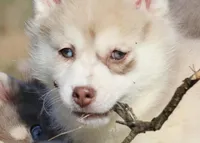 Lynn, a female Pomsky for sale in Lancaster, OH – Photo 4 of 8