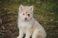 Lynn, a female Pomsky for sale in Lancaster, OH – Photo 3 of 3