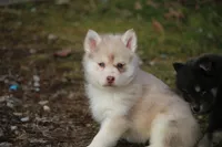 Lynn, a female Pomsky for sale in Lancaster, OH – Photo 1 of 3