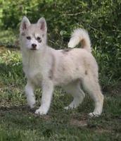 Lynn, a female Pomsky for sale in Lancaster, OH – Photo 2 of 8