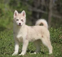 Lynn, a female Pomsky for sale in Lancaster, OH – Photo 3 of 8
